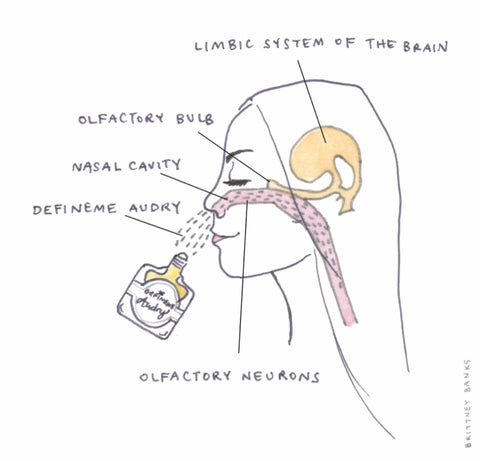 The Limbic system of the brain.