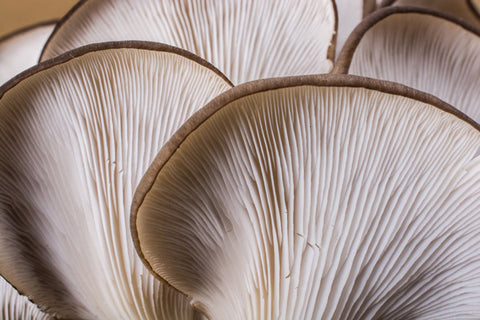 Mushroom Gills, Pores and More