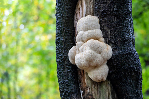 The popularity of Lion's Mane mushrooms