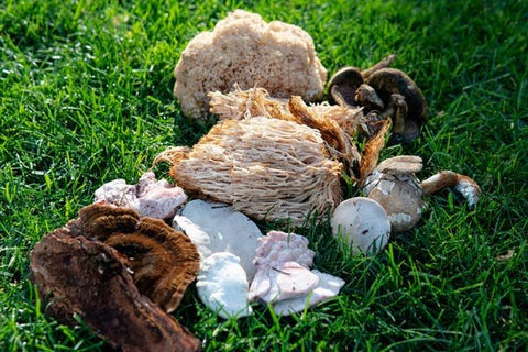 What are Best Medicinal Mushrooms for Gut Health?