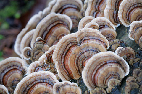 Teelixir Turkey Tail mushroom Trametes versicolor