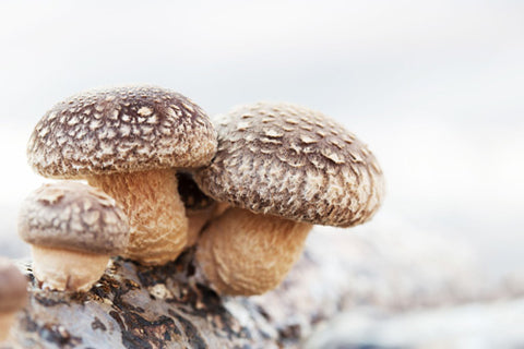 Shiitake Mushroom benefits for skin