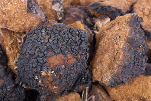 The History of Chaga Mushroom