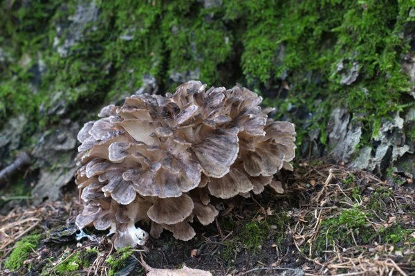 An Overview About Maitake Mushrooms and Its History