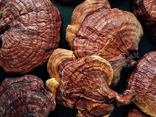 The History of Reishi Mushroom