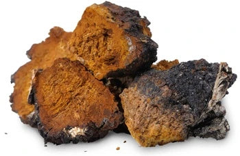 Teelixir Chaga mushroom gut health