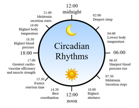 Circadian Rhythm and the Happy Hormone, Serotonin