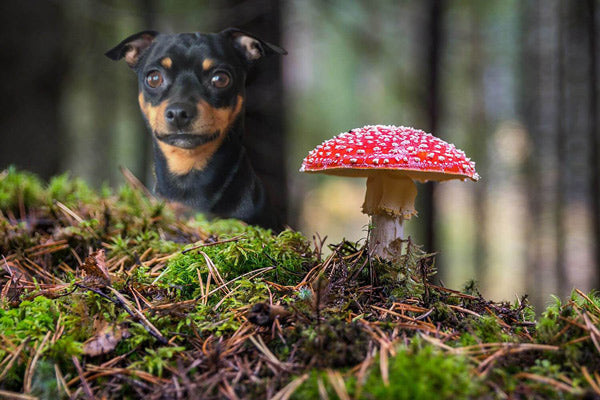 What are toxic mushrooms for dogs?