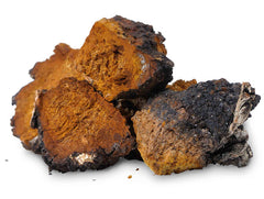 Teelixir Chaga Mushroom Extract Powder