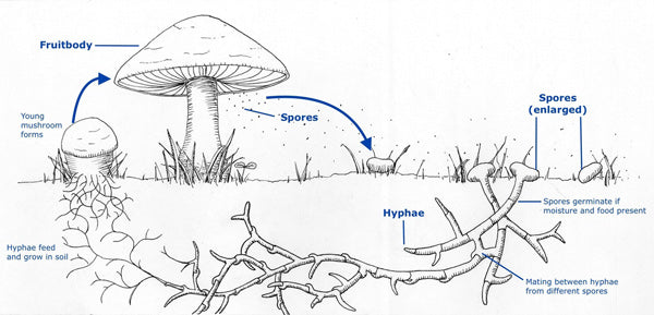 Teelixir The Mushroom Life Cycle Explained