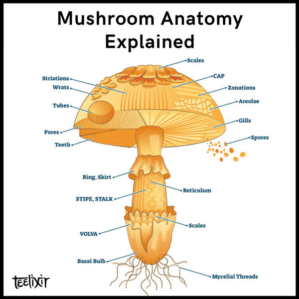 The anatomy of a mushroom explained
