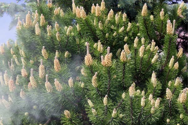 Pine Pollen Nutritional Value