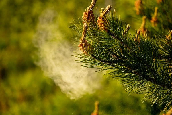 Pine Pollen Powder, Benefits, Dosage & Reviews