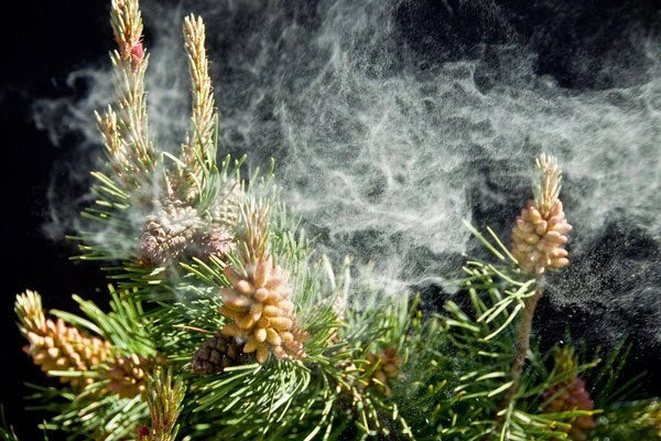 Potential Health Benefits of Pine Pollen