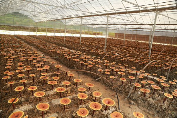 Teelixir Wild Cultivated Semi-wild Reishi Mushroom Farm China