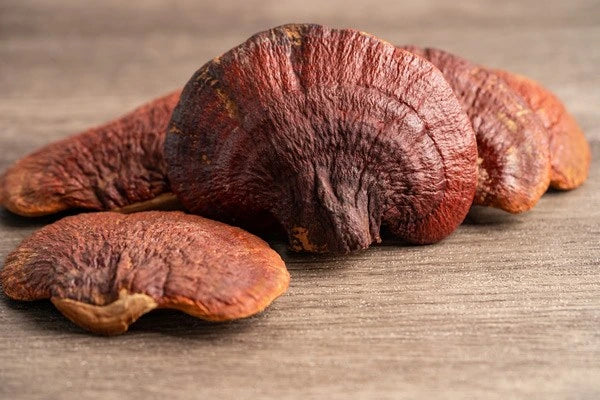 What is Reishi Mushroom?