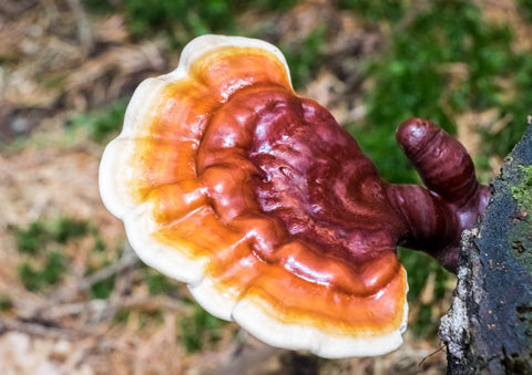 Reishi mushroom opens your heart