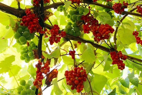 What is Schisandra Berry?