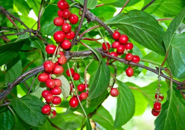 Organic Schizandra Berry