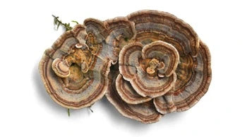 Teelixir Turkey Tail mushroom gut health