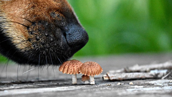 Frequently asked question can dogs eat mushrooms