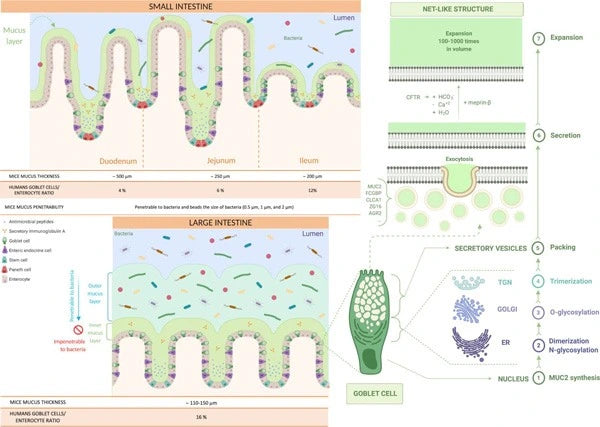 7. Reference: Mucus barrier, mucins and gut microbiota: the expected slimy partners