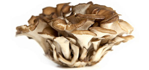 Teelixir Certified Organic Maitake Mushroom