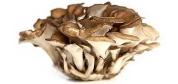 Teelixir Maitake mushroom gut health