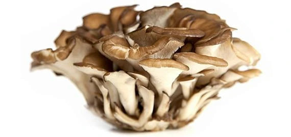 Health Benefits of Maitake Mushrooms