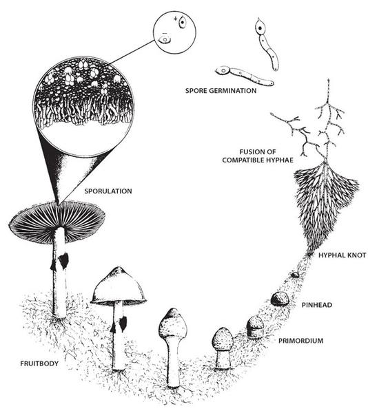 Summing Up the life cycle of a mushroom explained