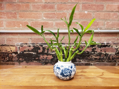 Lucky bamboo in small blue on white ceramic jar