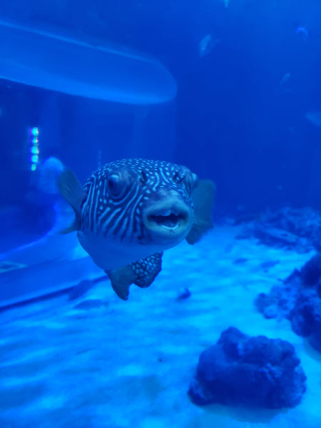 Puffer fish in a tank at the Okinawa aquarium