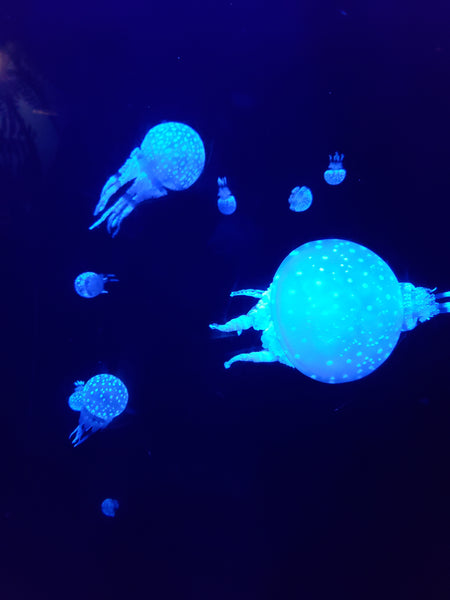 Spotted jellyfish in a tank at the Okinawa aquarium