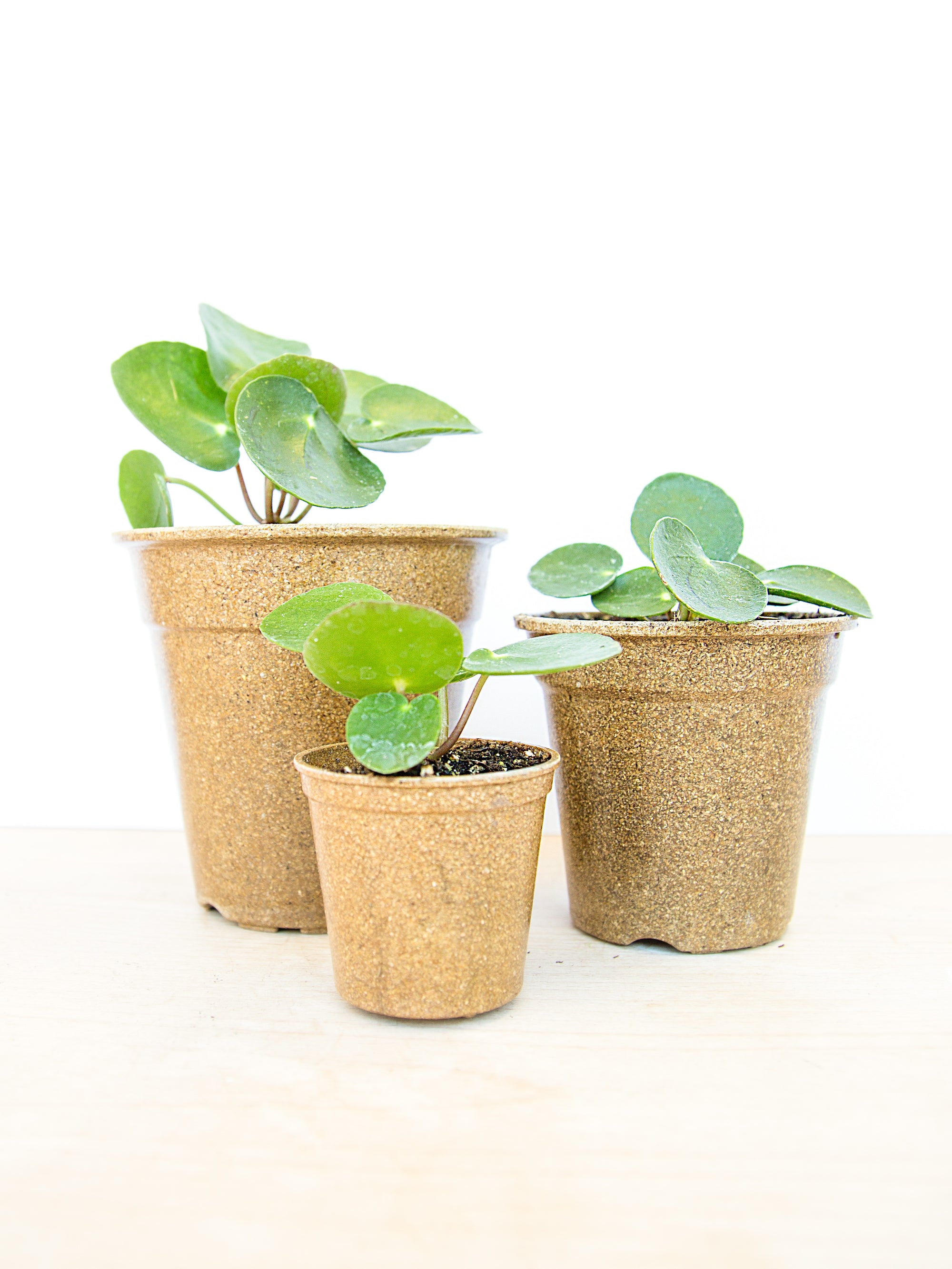             Pilea Propagation and Sharing          