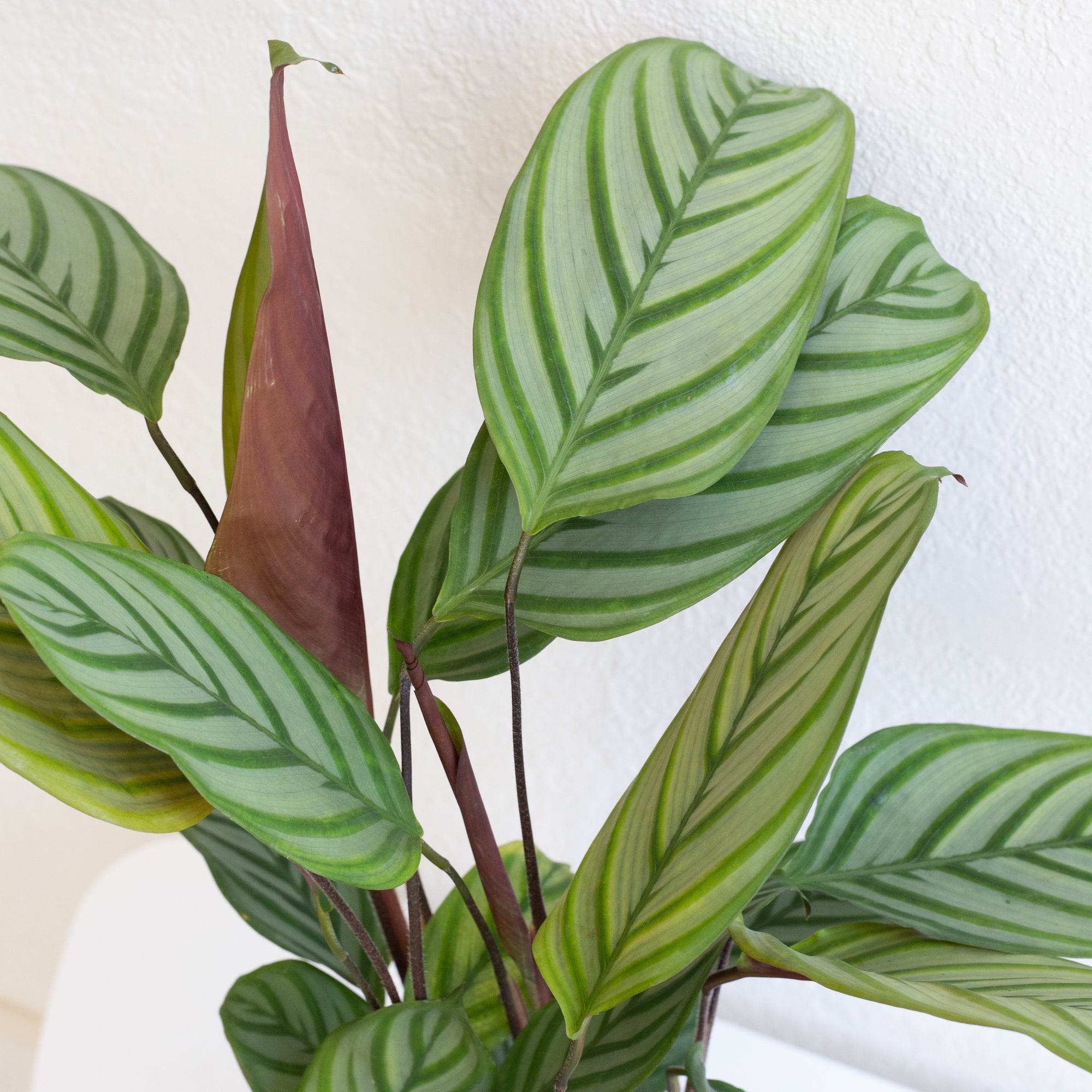 Calathea Oppenheimiana Calathea Oppenheimiana 6 Piep