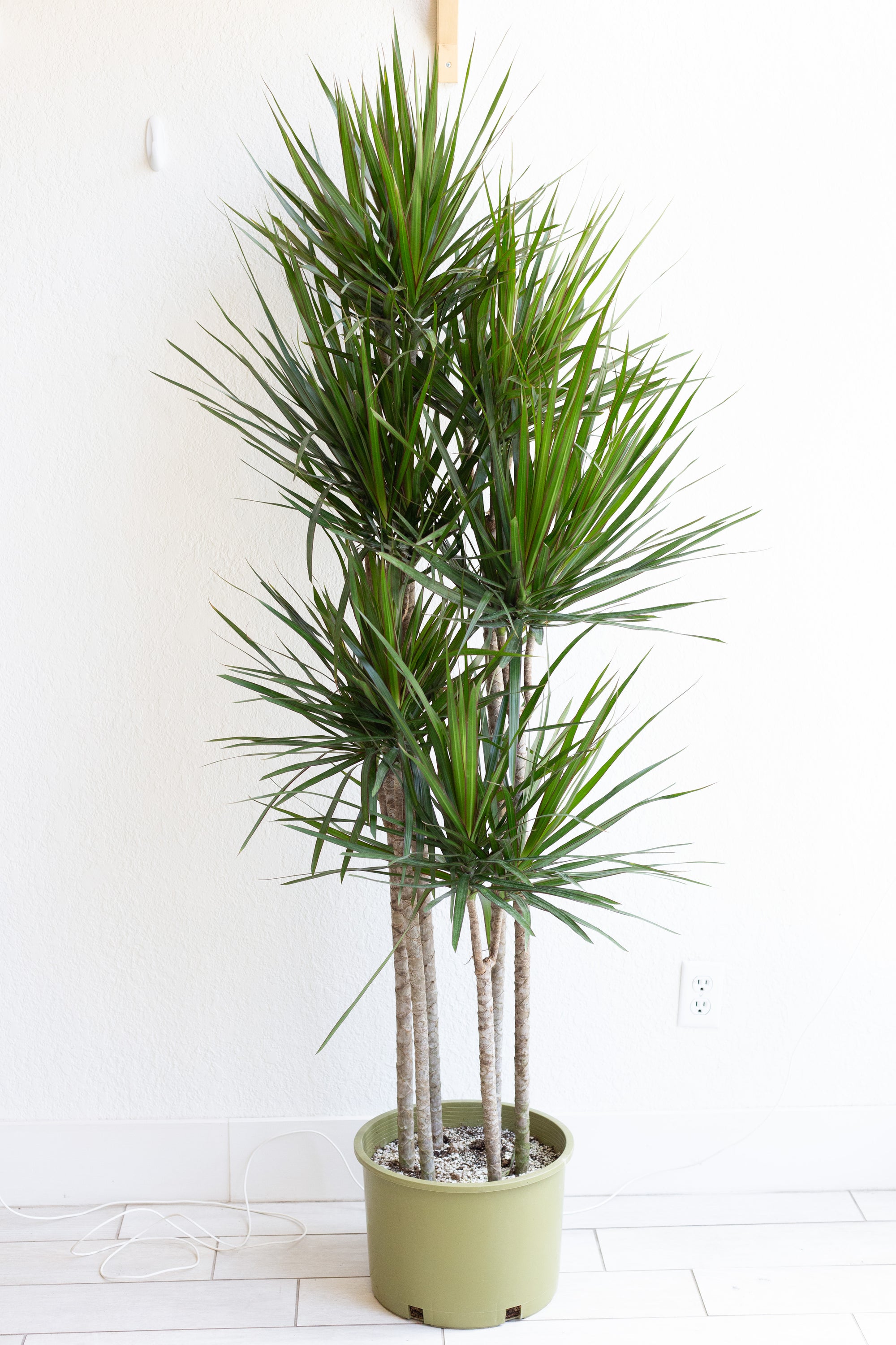 Dracaena Marginata 6 Cane Set 12 Piep