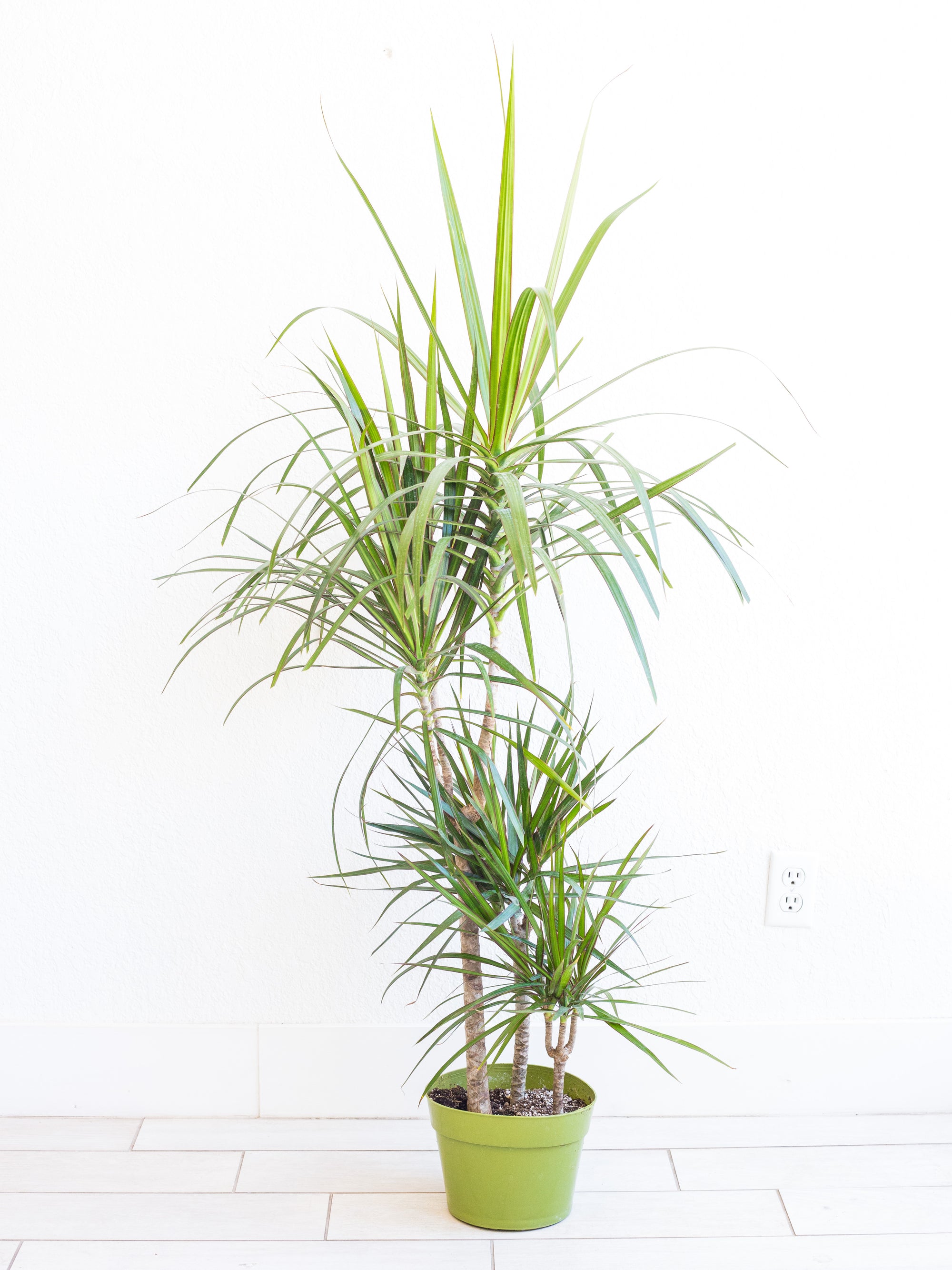 Dracaena Marginata Cane 8 Piep