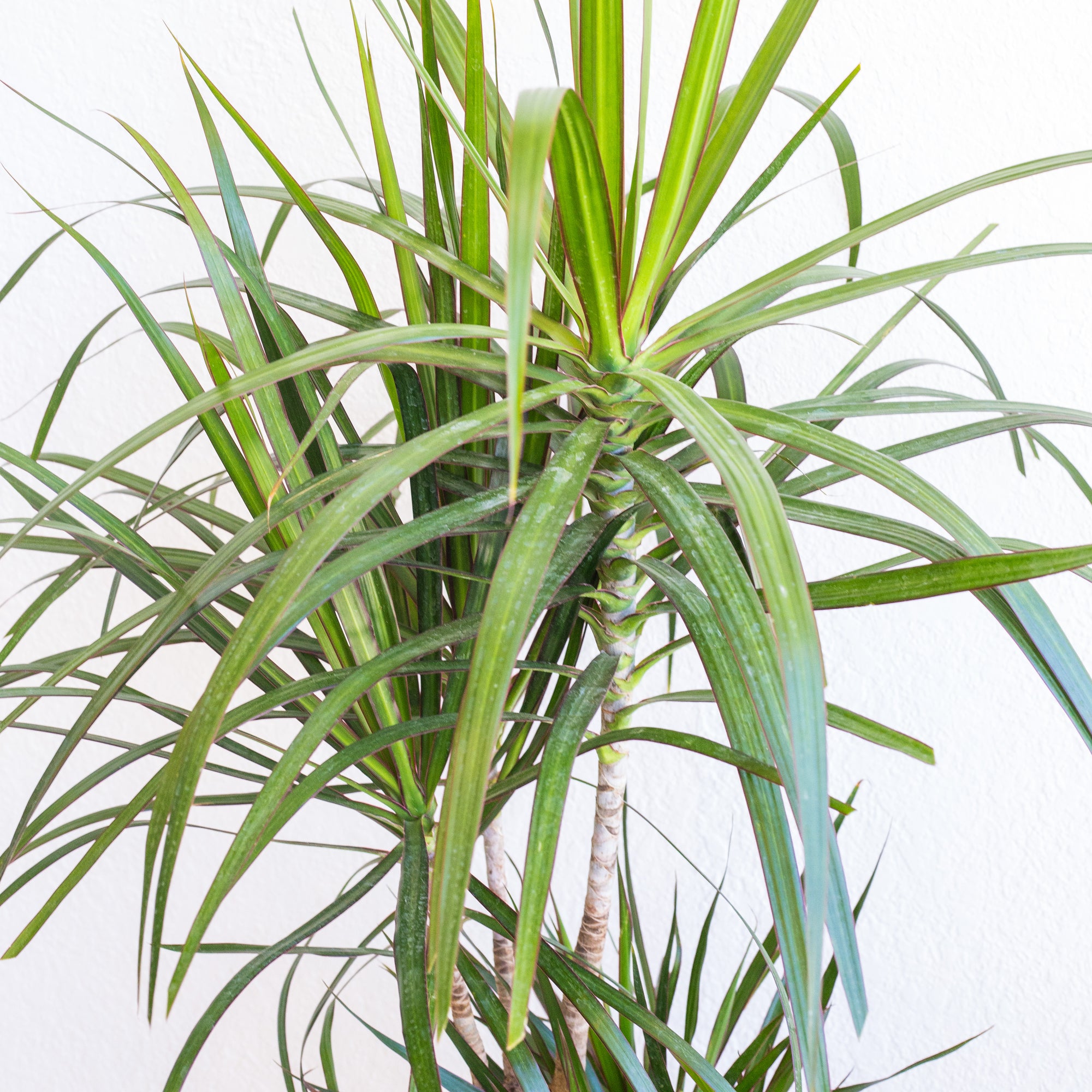 Dracaena Marginata Cane 8 Piep