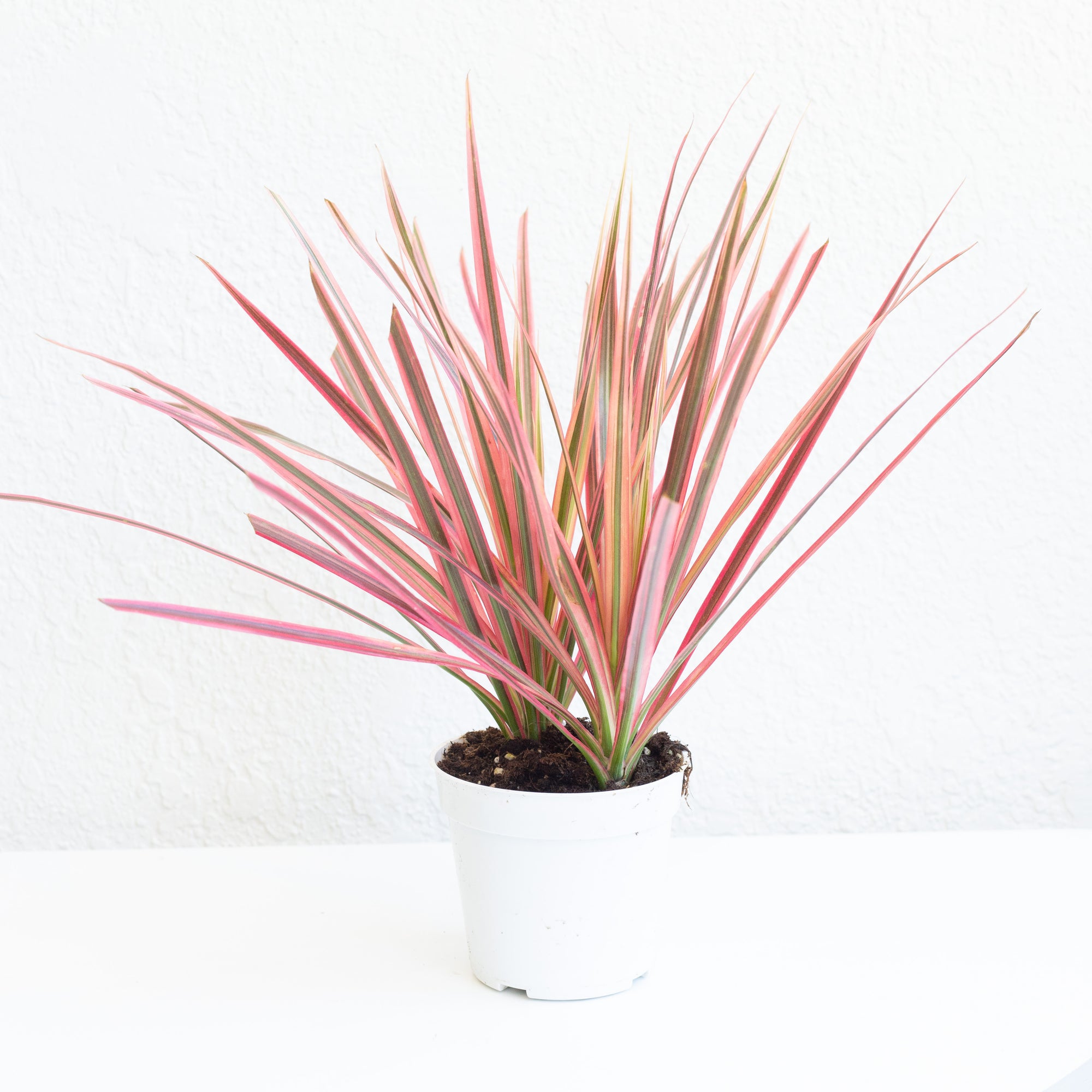 Dracaena Marginata Colorama Dragon Plant 4 Piep