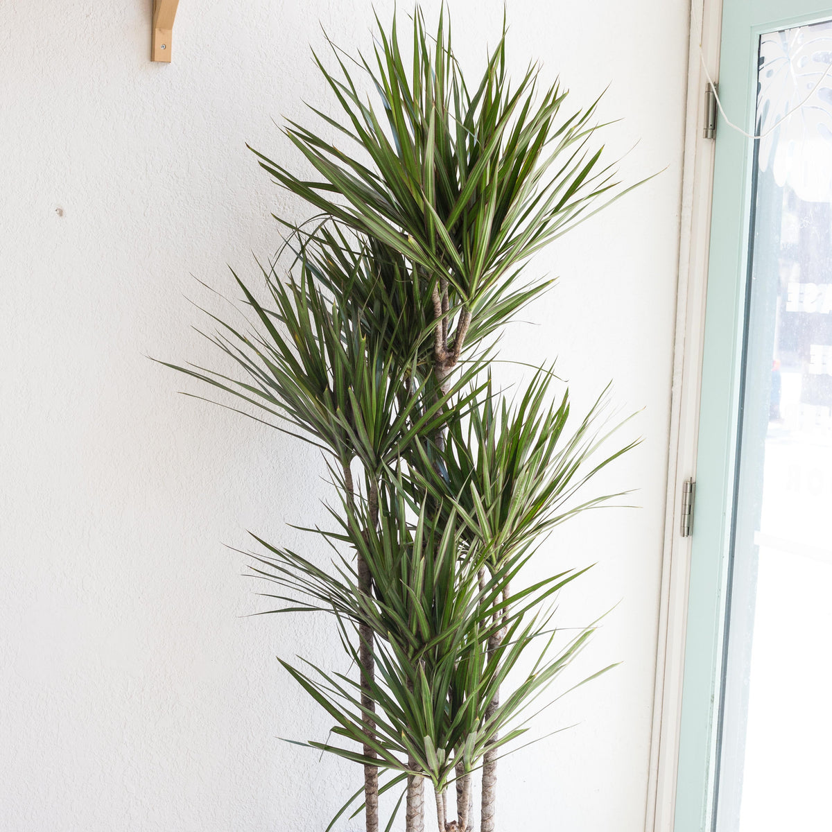 Dracaena Marginata 6 Cane Set 12 Piep