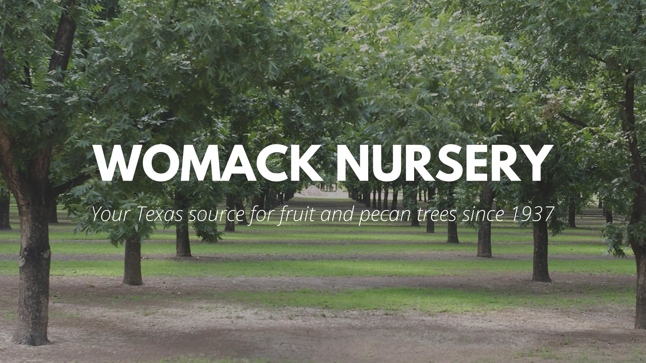 Gala Apples (PAT.#3637) - Womack Nursery