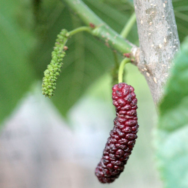 Mulberries - Womack Nursery