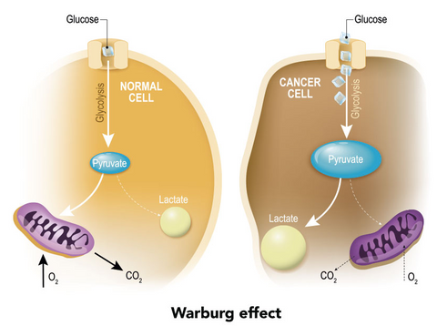 https://cdn2.researchfeatures.com/wp-content/uploads/2017/08/Warberg-Effect.jpg