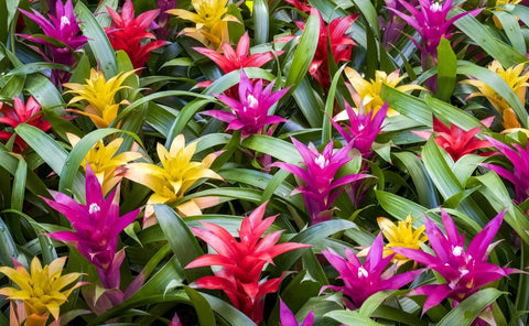 Guzmania Bromeliads