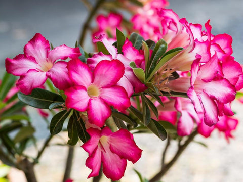 adenium potting soil