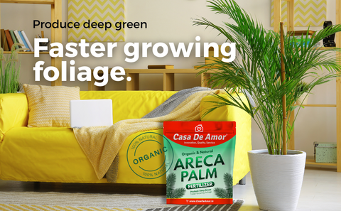 areca