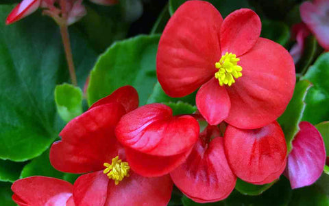 Begonia