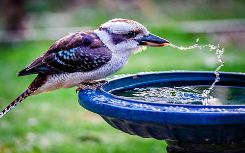 Bird drinking water