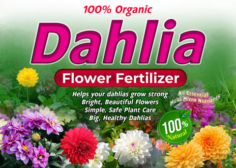 Dahlia