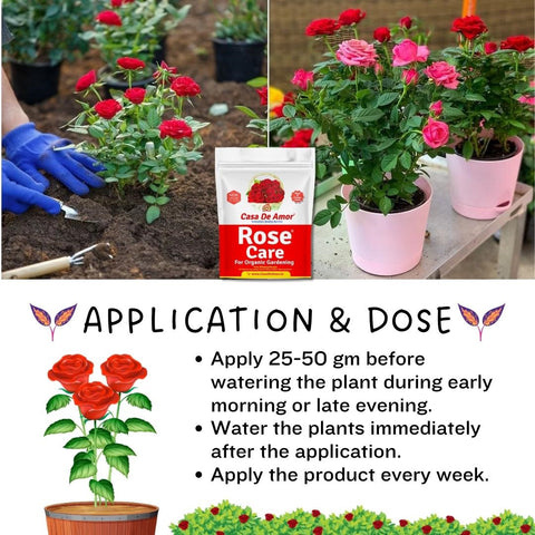 rose care